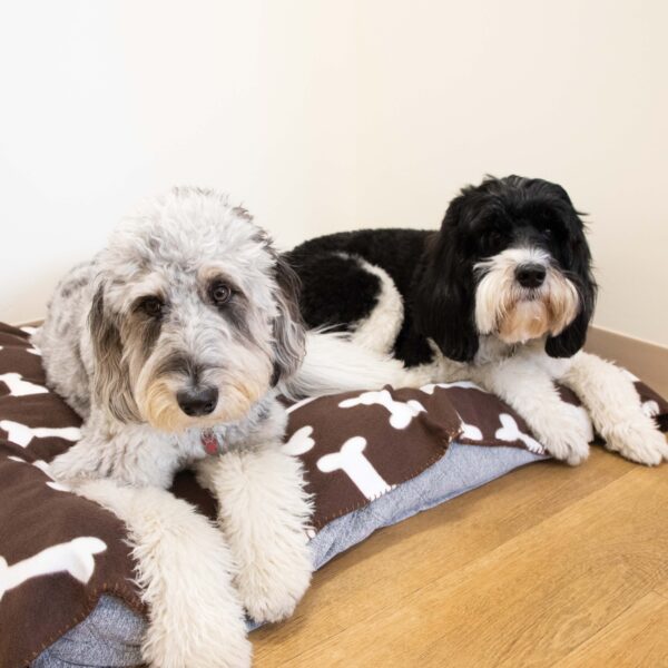Perro & Gato Pet Blankets