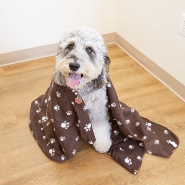 Perro & Gato Pet Blankets